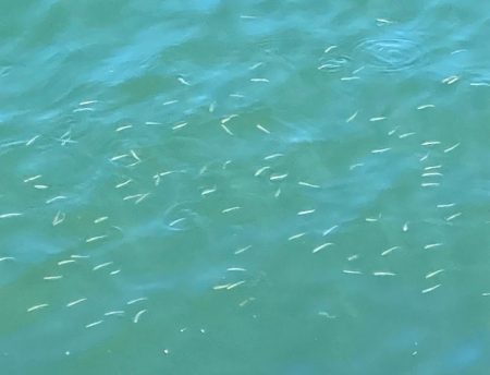 昼間の様子は？