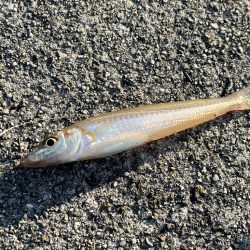 まだ少し早いキス釣り