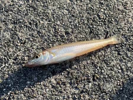 まだ少し早いキス釣り