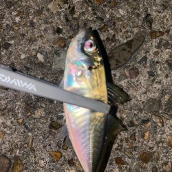 深夜の極寒アジング