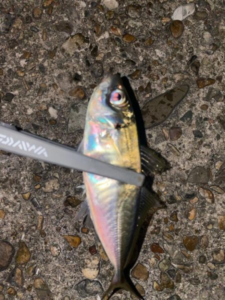 深夜の極寒アジング