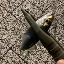 風つよめなアジング