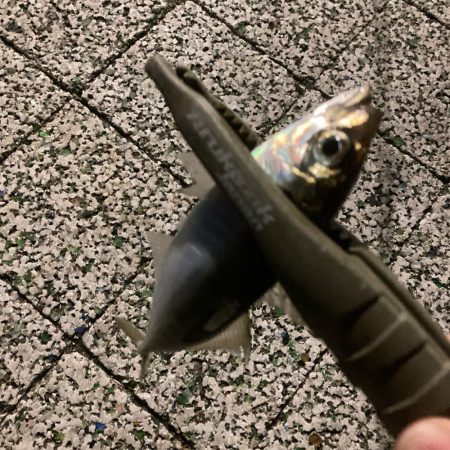 風つよめなアジング