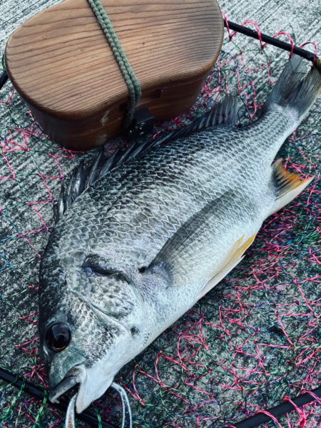 ヘチってきました