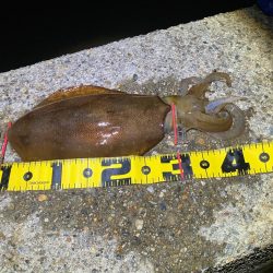 春🦑開幕!\(^o^)/