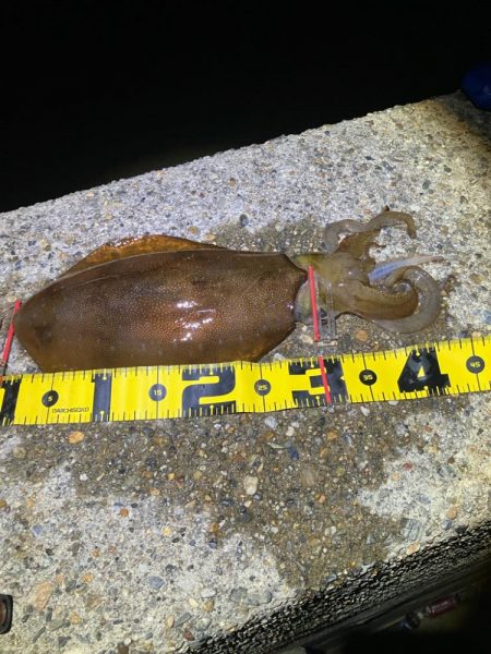 春🦑開幕!\(^o^)/