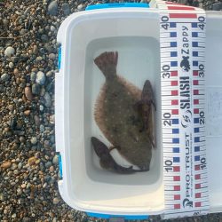 ヒラメとキジハタ