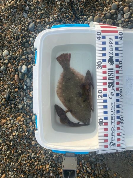 ヒラメとキジハタ