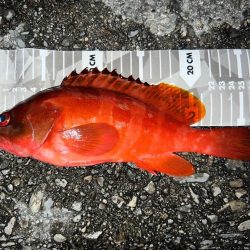 Gw★毎年恒例四国遠征!!!!!!!!!!