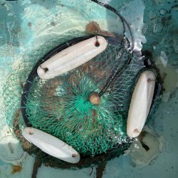 タコとアマダイ釣り