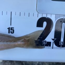 爆風東二見釣行！