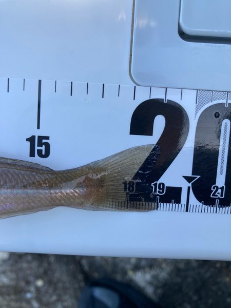 爆風東二見釣行！