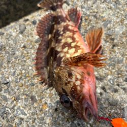 アラカブ(ガシラ③)