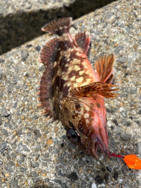 アラカブ(ガシラ③)