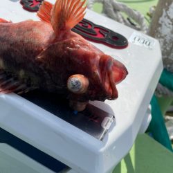 真鯛は居るけど渋かったです