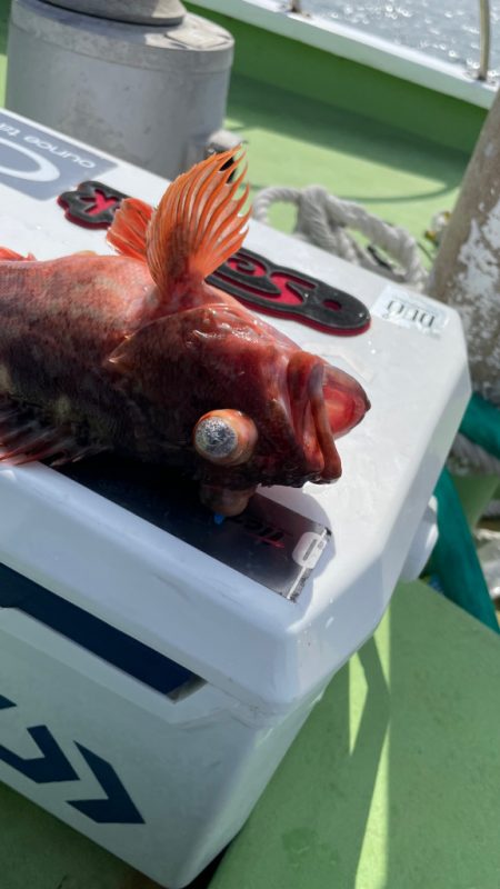 真鯛は居るけど渋かったです