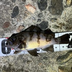 連日メバリング