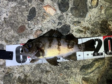 連日メバリング