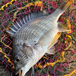 ヘチってきました