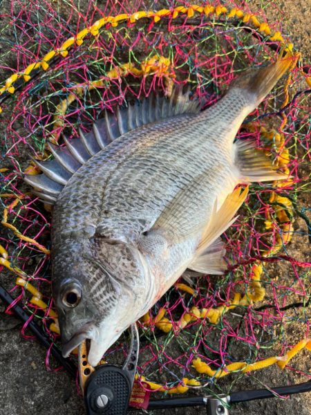 ヘチってきました