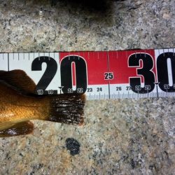 爆風メバリング