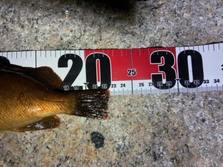 爆風メバリング