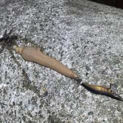 キロアップのデカモンゴウイカ登場!