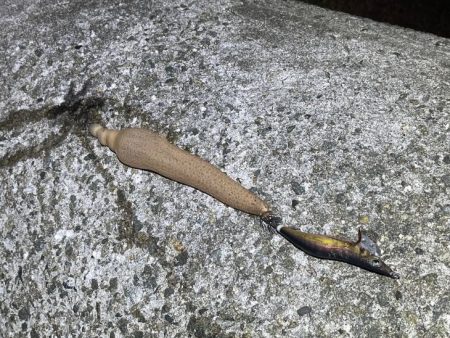 キロアップのデカモンゴウイカ登場!