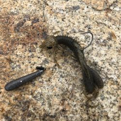 湾奥マルチヒット