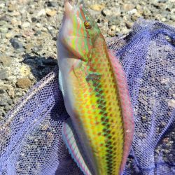 今日もキス釣り