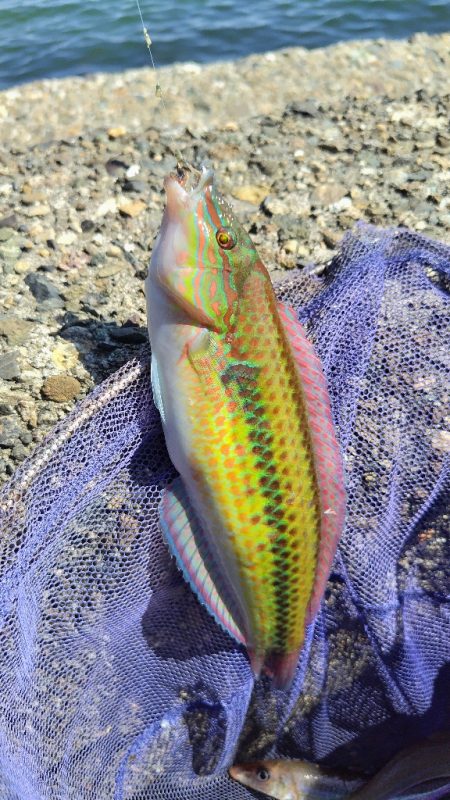 今日もキス釣り