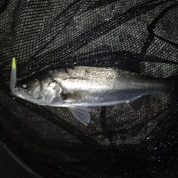 ベイトはイワシ?