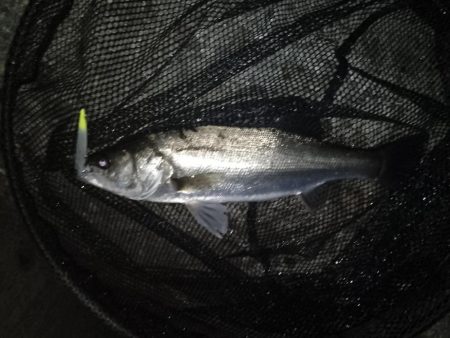 ベイトはイワシ?