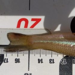 苅屋海岸のキス釣り