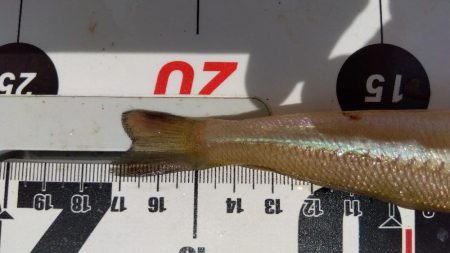 苅屋海岸のキス釣り