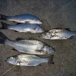 ヒラセイゴ爆釣！