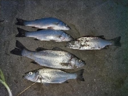 ヒラセイゴ爆釣！