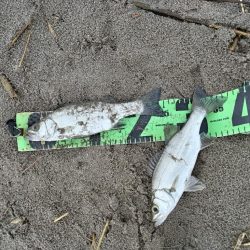 ソゲとヒラセイゴ釣れたとです。