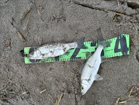 ソゲとヒラセイゴ釣れたとです。