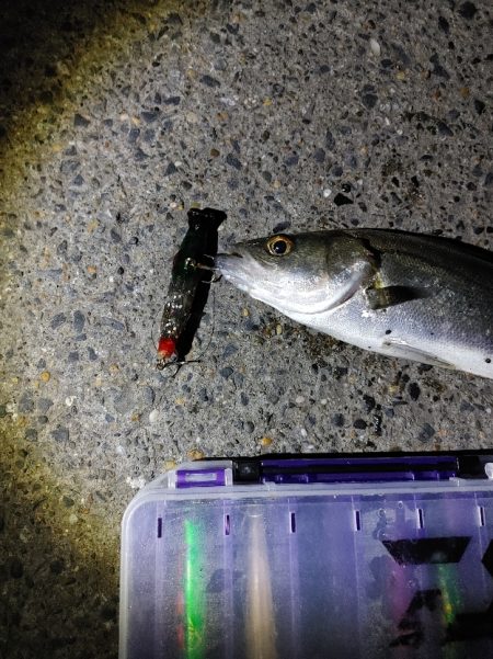 セイゴ4匹(23~28cm)