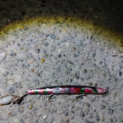 シーバス70cm出ました