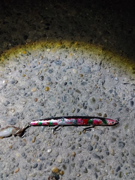 シーバス70cm出ました