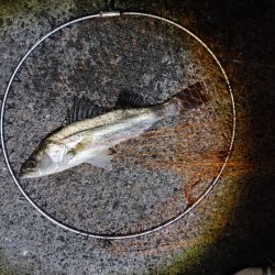 バイト(当たり)は多いです