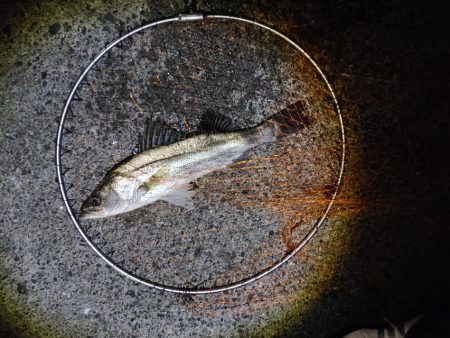 バイト(当たり)は多いです