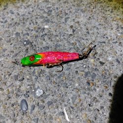 セイゴ30cmを2匹