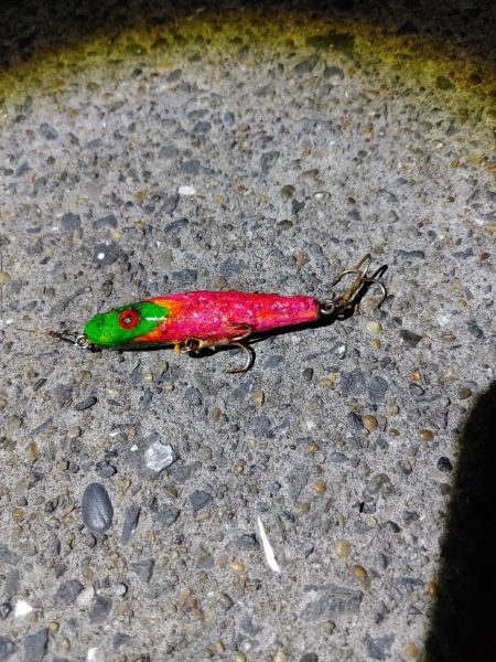 セイゴ30cmを2匹