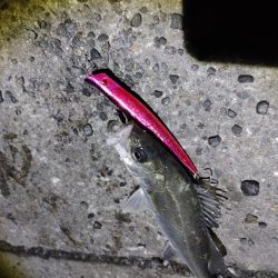 爆釣と言って良いと思います(^^)