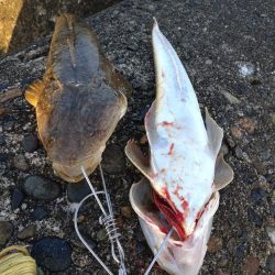 マゴチ2匹！フクラギ多