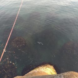 フクラギ多数!マゴチ1匹!