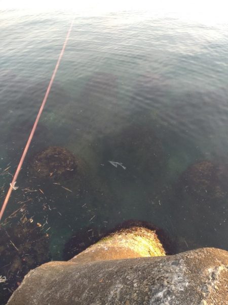 フクラギ多数!マゴチ1匹!